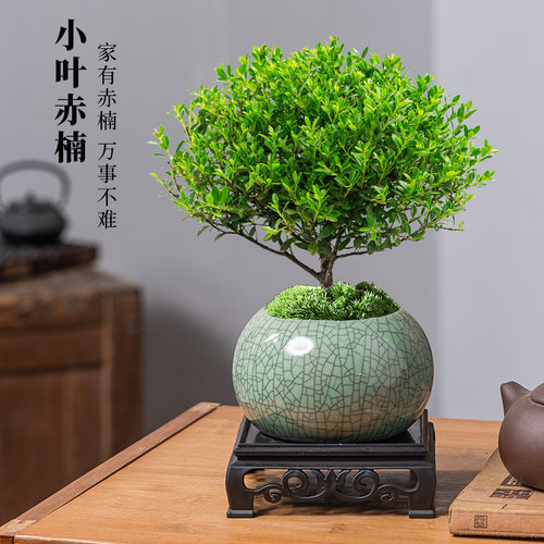 小叶赤楠老桩盆景苗植物花卉微景观水培办公室内好养四季常青盆栽 - 图0