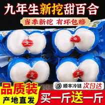 Lanzhou lily fresh lilies 500g edible sweet lilies raw white synthetic non-lily dry goods Gansu special-grade