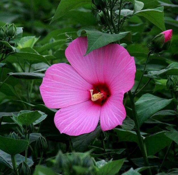 芙蓉葵种子新采大花秋葵种子草芙蓉四季种耐寒耐阴多年生宿根包邮 - 图2