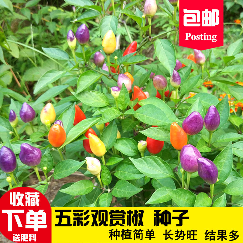 五彩椒多彩小尖椒盆栽观赏椒朝天椒种子七彩辣椒泡椒四季_虎窝淘