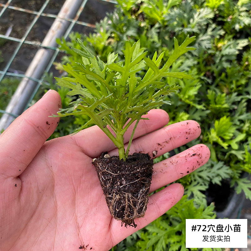 玛格丽特花盆栽种子小雏菊蓝玛茼蒿千头菊四季带糖果庭院室外-图1