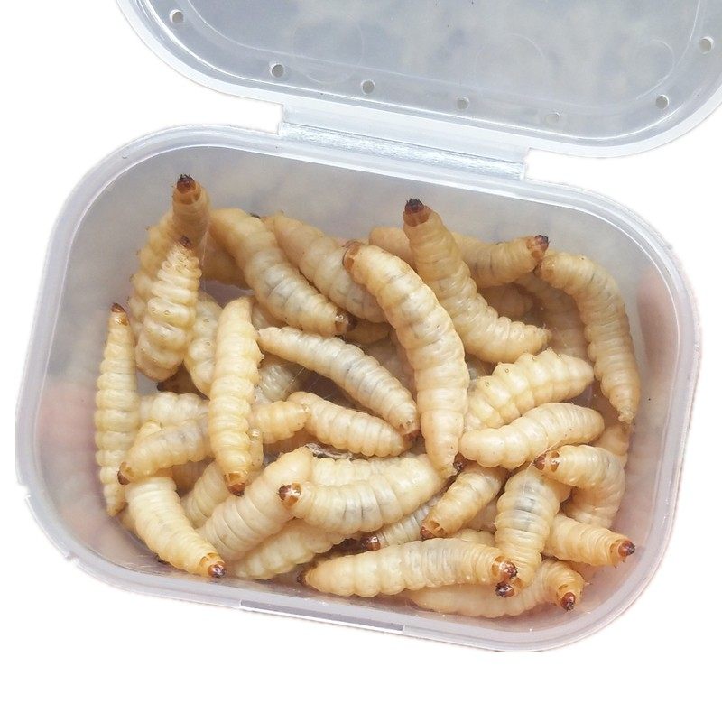 包邮葡萄蜜虫钓饵爬宠仓鼠玉米虫活体零食大蜡螟幼体鱼饵鸟虫粮食,淘宝优惠券,粉丝福利购,淘宝优惠卷