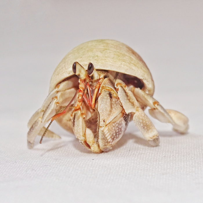 陆养灰白草莓寄居蟹西伯利斯深紫里拉lila短腕宠物活体螃蟹观赏蟹 - 图3