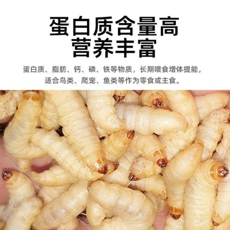 包邮葡萄蜜虫钓饵爬宠仓鼠玉米虫活体零食大蜡螟幼体鱼饵鸟虫粮食,淘宝优惠券,粉丝福利购,淘宝优惠卷