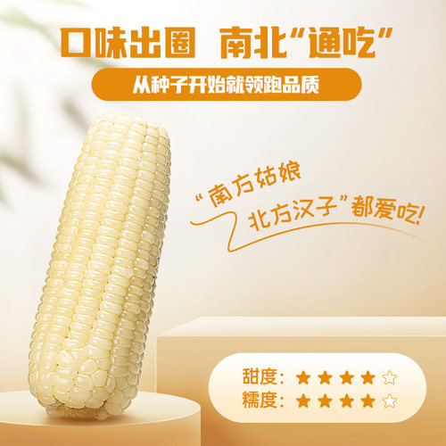 北纬47度新鲜采摘黄糯白糯鲜甜玉米东北软糯玉米真空装官方旗舰店 - 图1