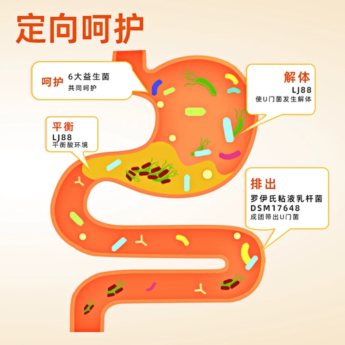Кангбура питает желудок и желудочный пробиотики, взрослые, желудочно -кишечные неконтролирующие дети и пожилые преимущества пищеварительного пищеварения в кишечнике.