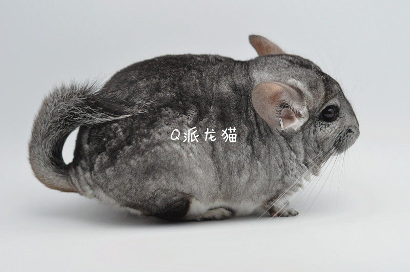 q派龙猫 龙猫活体 美国进口带紫携长耳钉龙猫标灰色dd(售出)