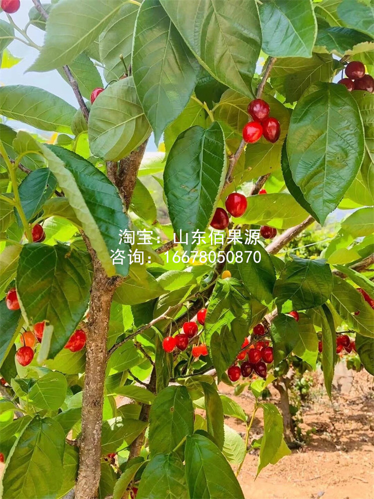 老品种土樱桃树苗米易黄草甜樱桃苗中华小樱桃苗盆栽南方北方地栽,淘宝优惠券,粉丝福利购,淘宝优惠卷