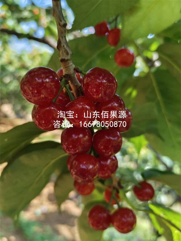 老品种土樱桃树苗米易黄草甜樱桃苗中华小樱桃苗盆栽南方北方地栽,淘宝优惠券,粉丝福利购,淘宝优惠卷