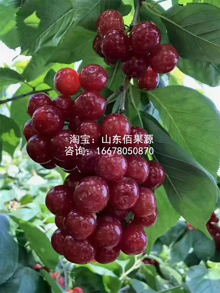 老品种土樱桃树苗米易黄草甜樱桃苗中华小樱桃苗盆栽南方北方地栽,淘宝优惠券,粉丝福利购,淘宝优惠卷