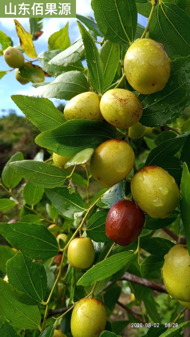 嫁接小枣树活苗南北方种植金丝4号枣树苗盆栽当年结果地栽带土球-图1