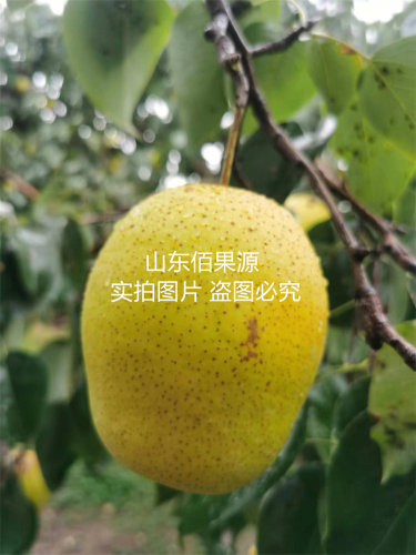 嫁接雪花梨树苗老品种纯甜梨树果苗南方北方地栽盆栽当年结果树苗 - 图3
