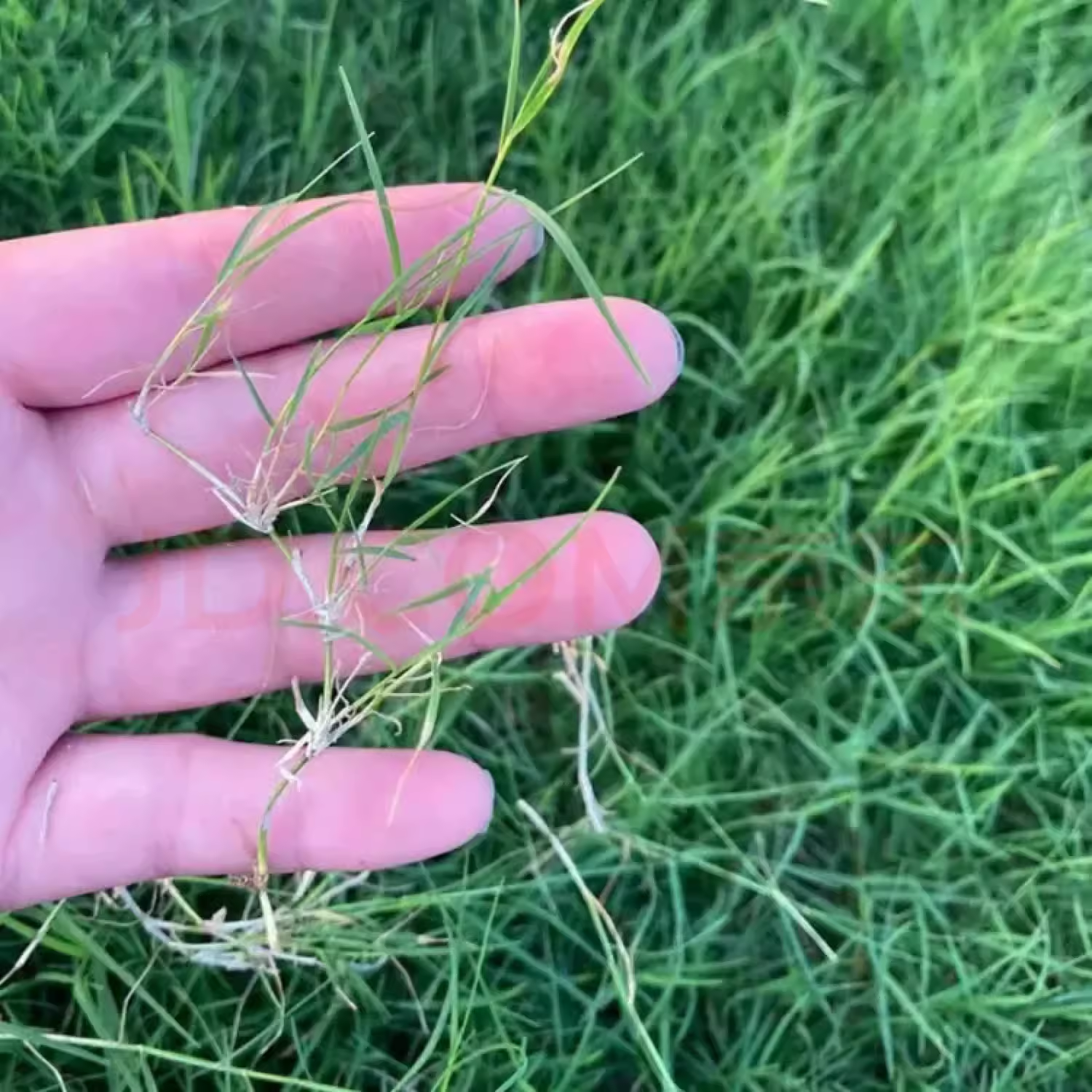 草坪种子进口狗牙根四季青矮脚草籽护坡耐寒黑麦草庭院绿化草种籽 - 图2