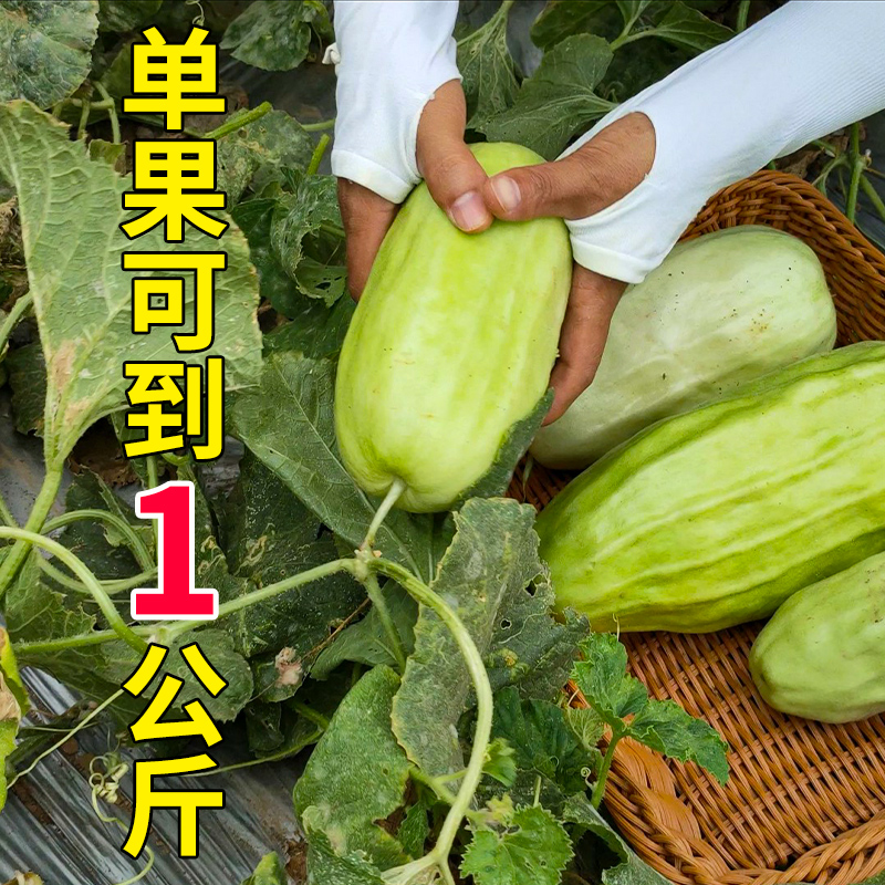 八棱脆瓜种子黄河脆一窝猴 菜瓜烧瓜种苗 生吃无糖 农家特菜早生 - 图2