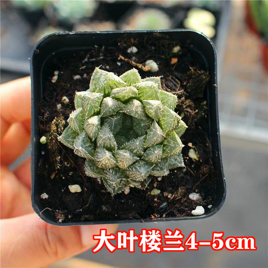新疆包邮-多肉植物玉露盆栽姬玉露冰灯玉露樱水晶玉露_虎窝淘