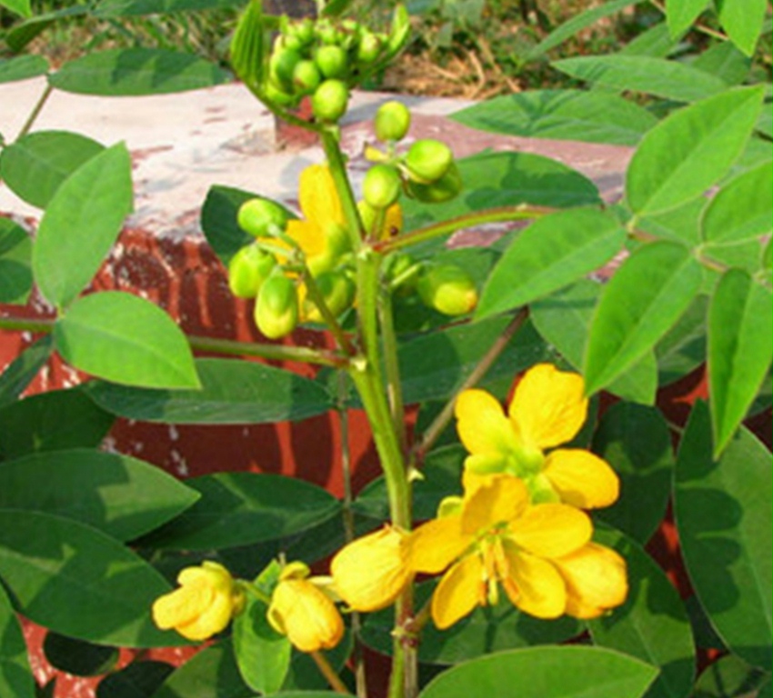 驱蛇奇花驱虫草蛇灭门种子护坡固土灌木种子黄花决明子 - 图2