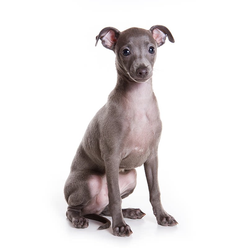 意大利小灵缇犬幼犬灵缇狗狗灰色蓝色小灵缇幼犬中小型活体包邮_虎窝淘