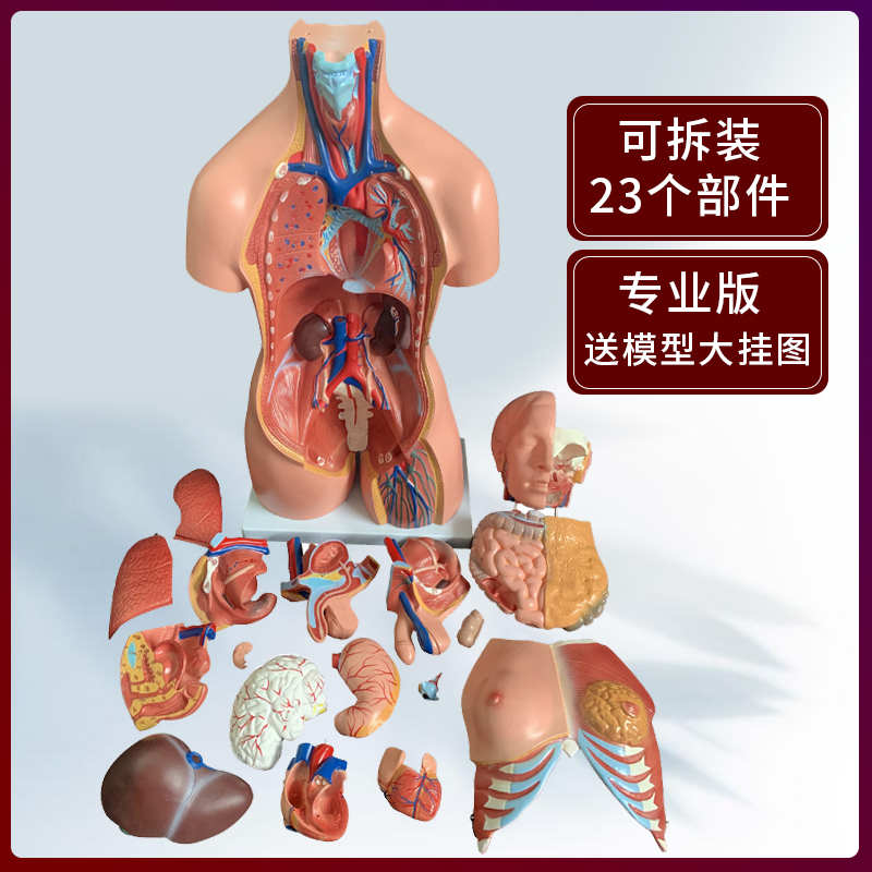 人体器官结构解剖模型全身内脏大脑心脏躯干模特教学医学儿童拼图-图2