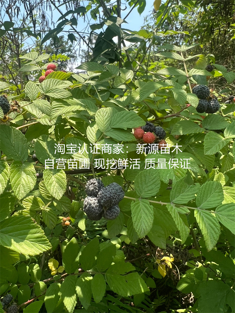 黑水晶树莓苗覆盆子苗双季红黄黑树莓果树苗南北方盆地栽当年结果 - 图3