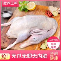 5-year old duck farm home loose aged duck and duck water duck old hemp duck white strip duck meat whole now kill white duck