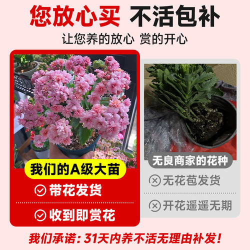 新品长寿花盆栽带花苞重瓣大花苗阳台花卉绿植物室内好养四季开花 - 图0