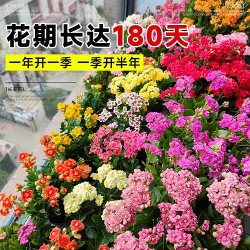 新品长寿花盆栽带花苞重瓣大花苗阳台花卉绿植物室内好养四季开花 - 图2