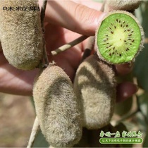 Authentic Teconchio Exotic Fruits White Fur Green Heart Kiwifruit Fresh When Season Fruit Makes Fruit Huatchic Exotic Fruit