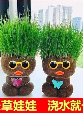 长草娃娃草头开花小盆栽植物头上头顶浇水种草幼儿园儿童水培绿植