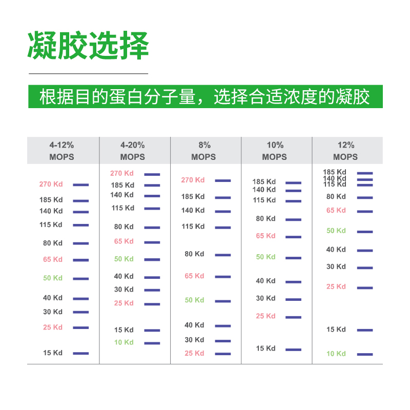 SDS-PAGE电泳蛋白预制胶蛋白胶WB梯度胶兼容伯乐/天能/六一mini槽 - 图2