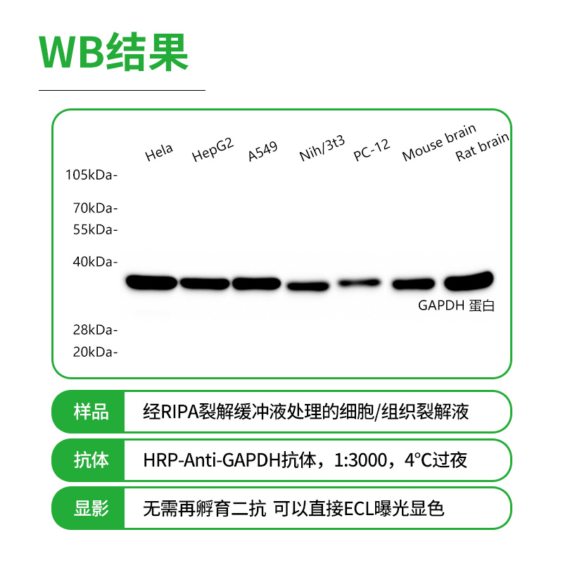 赛维尔 GAPDH直标内参抗体 HRP偶联 WB无需二抗直接ECL显色-图0