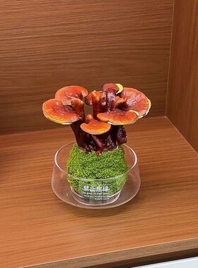 苔藓球灵芝盆栽办公室室内桌面客厅招财好养植物绿植创意盆景摆件