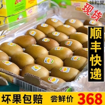 New Zealand Sunshine Golden Fruits Imported Original Box Kiwifruit Fresh Chic Exotic Fruit makes fruit spot smooth