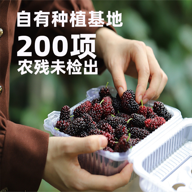 西域美农秦岭桑葚汁原浆100ml*8瓶100%纯桑果汁西农大研制桑葚汁