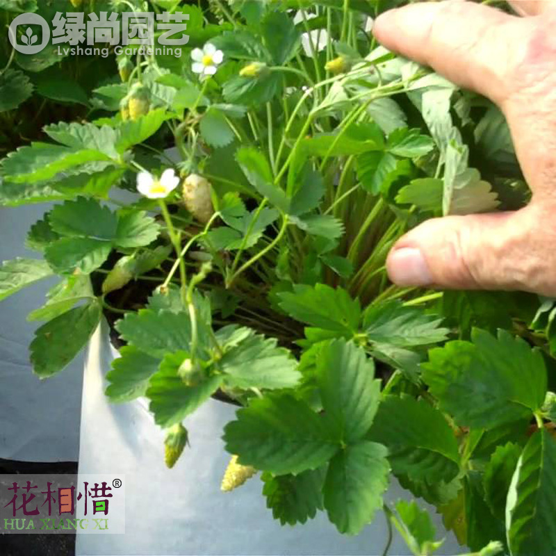 菠萝粉碎高山草莓种子进口四季播种阳台盆栽蔬菜瓜果种苗白草莓 - 图2