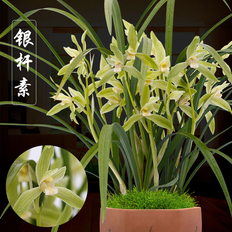 春剑素心珍品银杆素兰花带花苞好养客厅茶几餐桌室内花卉绿植盆栽-图3