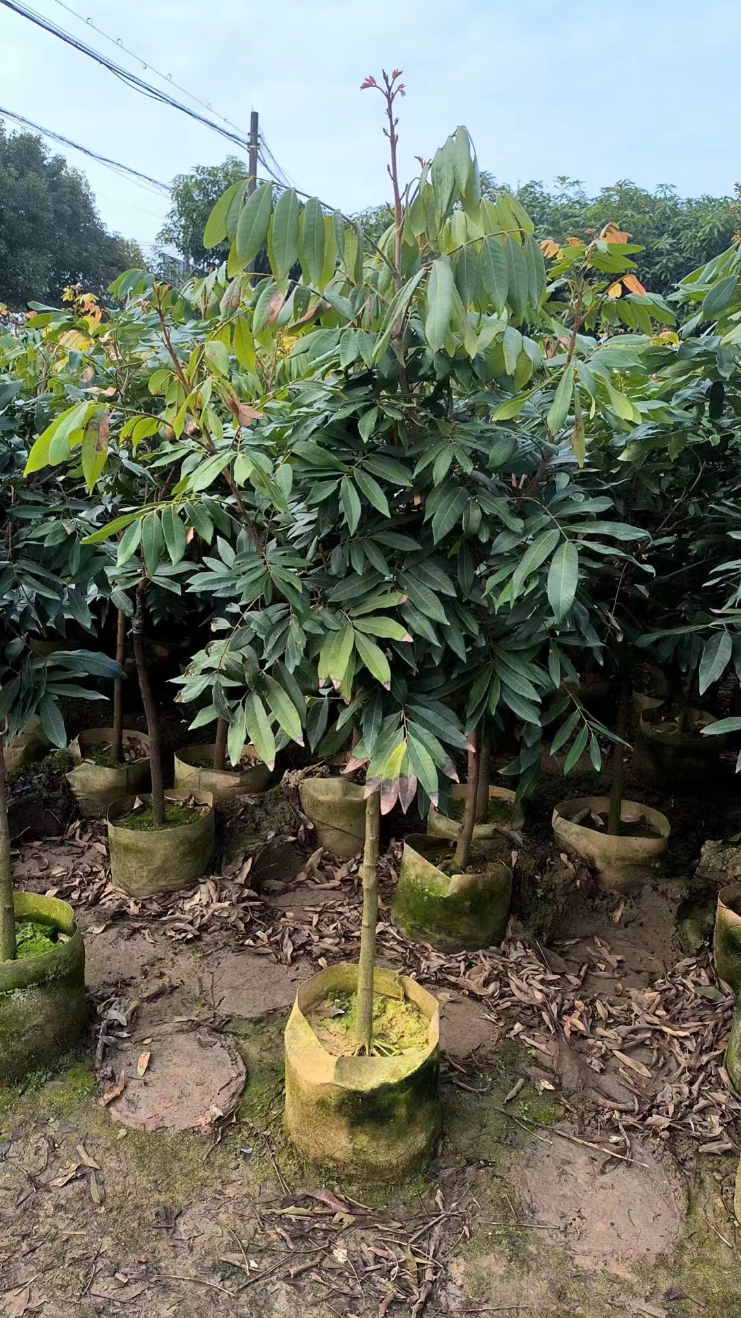 桂圆龙眼树苖特大石硖储良四季嫁接盆地栽南方种植庭院水果苗树苗 - 图3