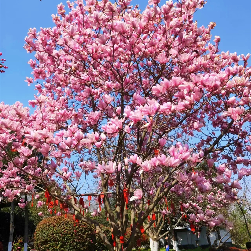 玉兰花树苗大型庭院红玉兰白玉兰树苗盆栽绿化树苗风景树苗景观树 - 图0