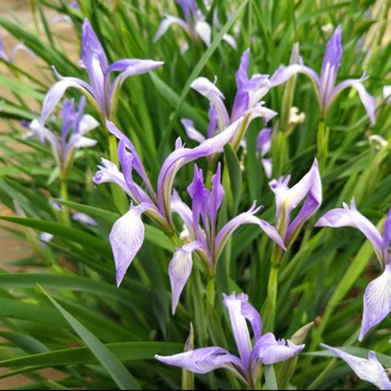 室外庭院地栽绿化植物马兰花马蔺苗宿根多年生耐荫耐寒四季种花草 - 图3