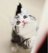 Beauty short cat pure breed can be hug clean and cute pet cat beauty short plus white cheese with cat tiger spotted for short hairy cat