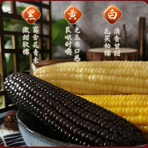 山西忻州青玉甜糯玉米无添加代餐黑糯黄糯白糯玉米三色混合装12根 - 图0