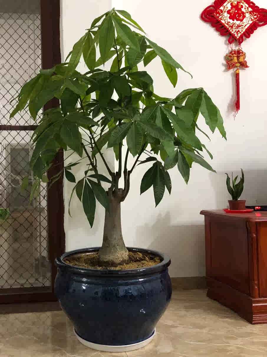 白兰花香港 新人首单立减十元 22年2月 淘宝海外