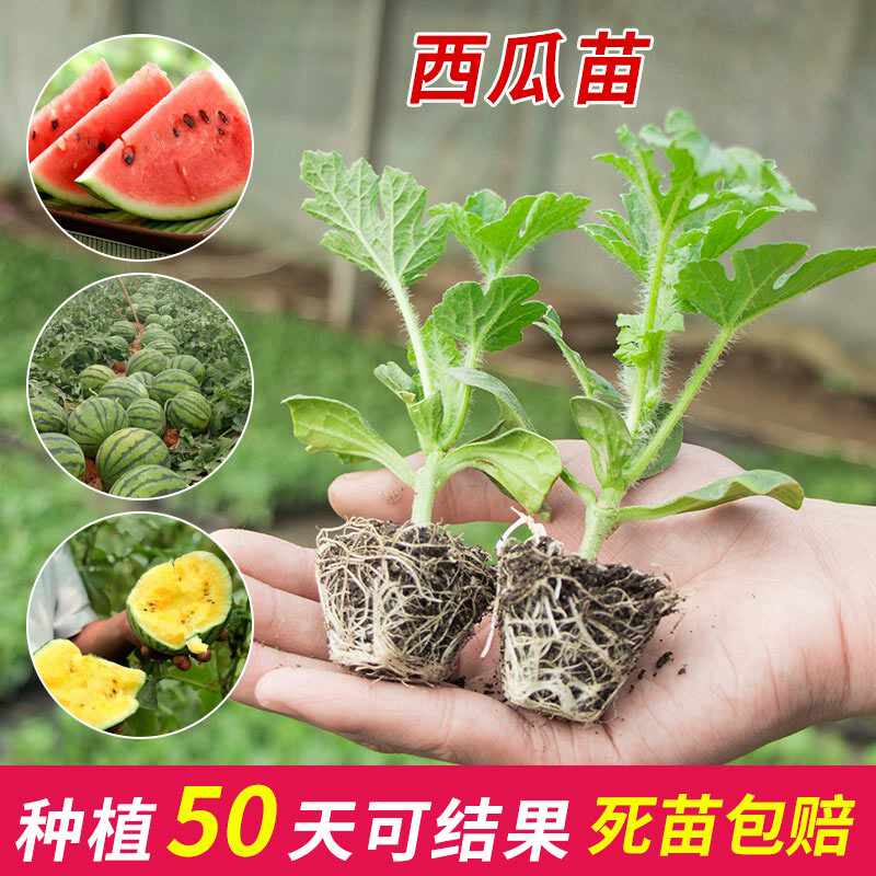 西瓜苗种子 新人首单立减十元 22年10月 淘宝海外