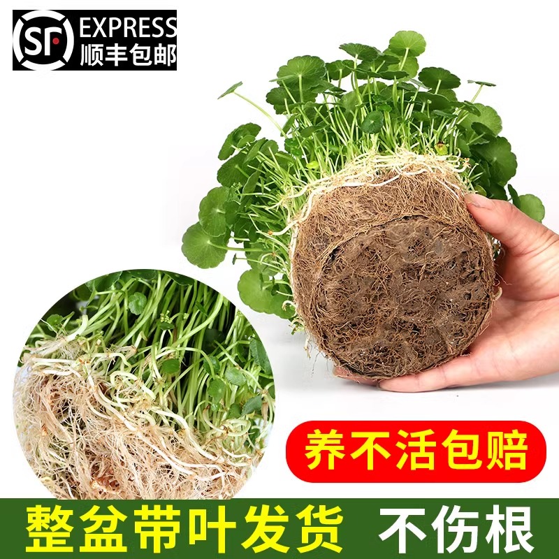 带叶铜钱草水培植物办公室内盆栽客厅桌面绿植花卉趣味水养金钱草-图2