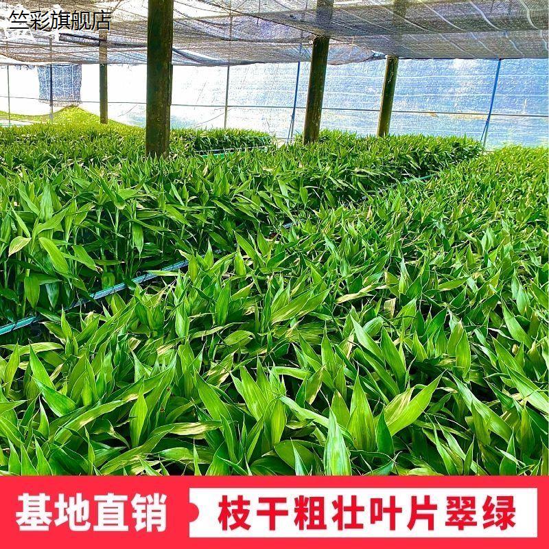 带根富贵竹水养客厅办公室盆栽绿植懒人水养室内绿色植物富贵粗竹 - 图2