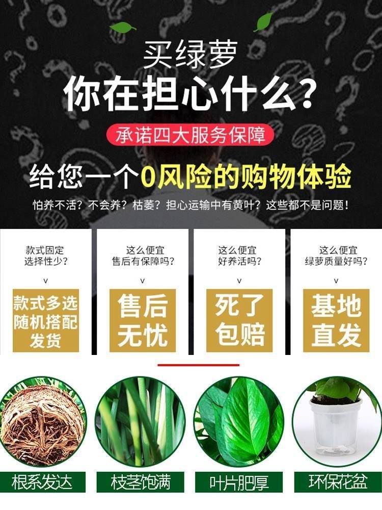 绿萝盆栽除甲醛绿植净化空气花卉水培新房家用绿箩植物室内吸甲醛