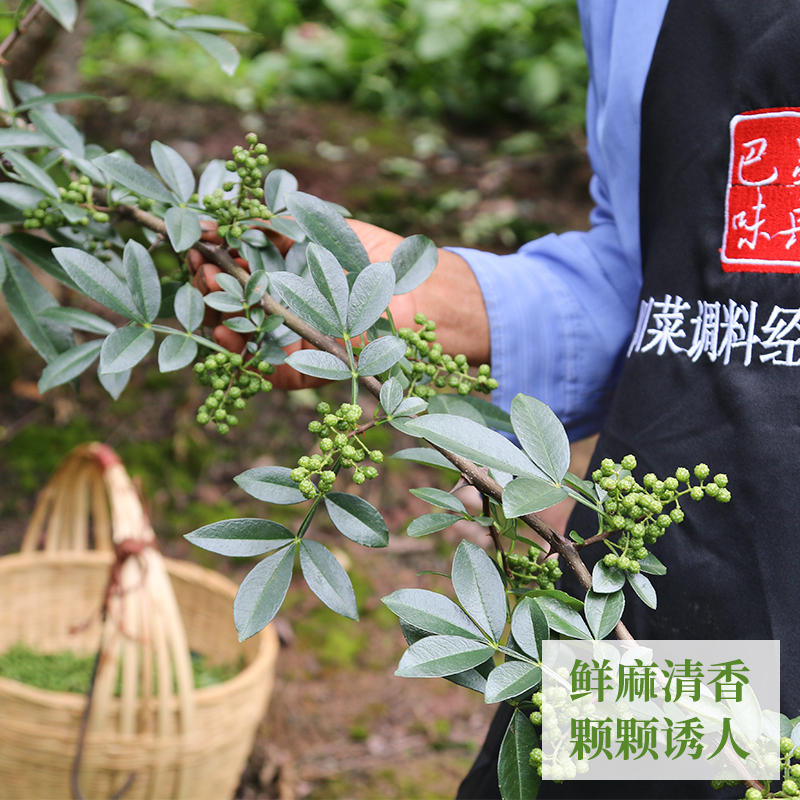 青花椒新鲜四川特产350g鲜藤椒重庆江津现摘保鲜麻椒真空鲜花椒-图0