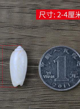 天然贝壳海螺仙女螺白匪螺家居