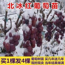 New varieties Northern ice red winter grape Miao double red and cold winter without lower shelf South Northern Four Seasons to grow grape Trees