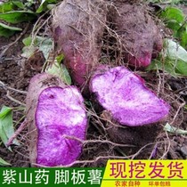 Now Dug Jiangxi Fresh Footrest Fries Fresh Purple Board French Fries Purple Yam Hair French Fries With a Box 5 catties