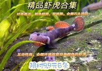 Native Fish Guangxi Yellow Lip Brook Kiss White Face Shrimp Tiger Fish High Sail Brown Kiss Lis Freshwater Live New Red Kiss Ornamental Fish